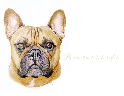 Bulldogge, Buntstiftportrait, Hund zeichnen lassen