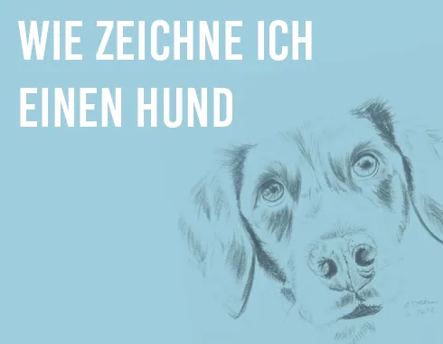 Read more about the article Wie zeichne ich einen Hund